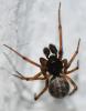 Steatoda bipunctata